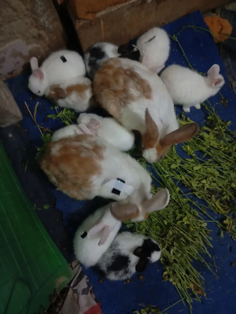 Pure New Zealand White Rabbit Babies — photo 10