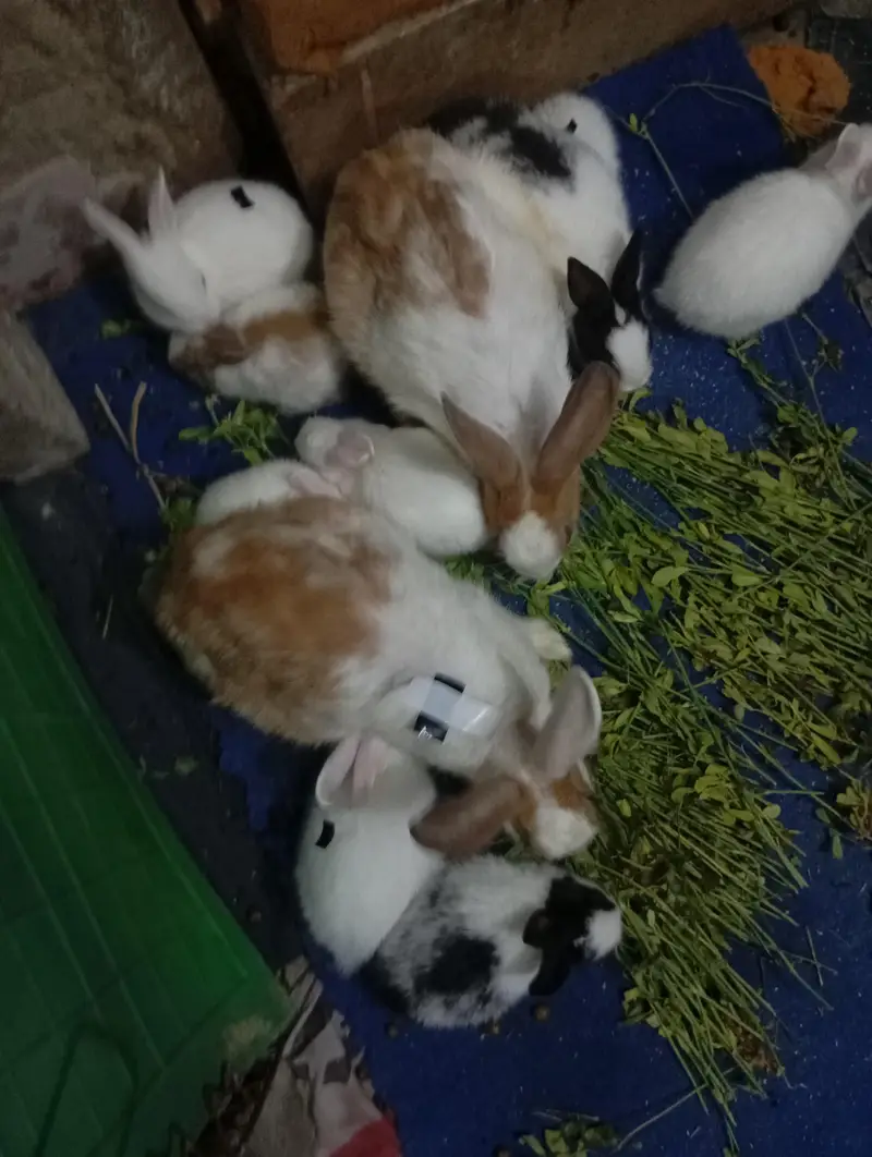 Pure New Zealand White Rabbit Babies — photo 11
