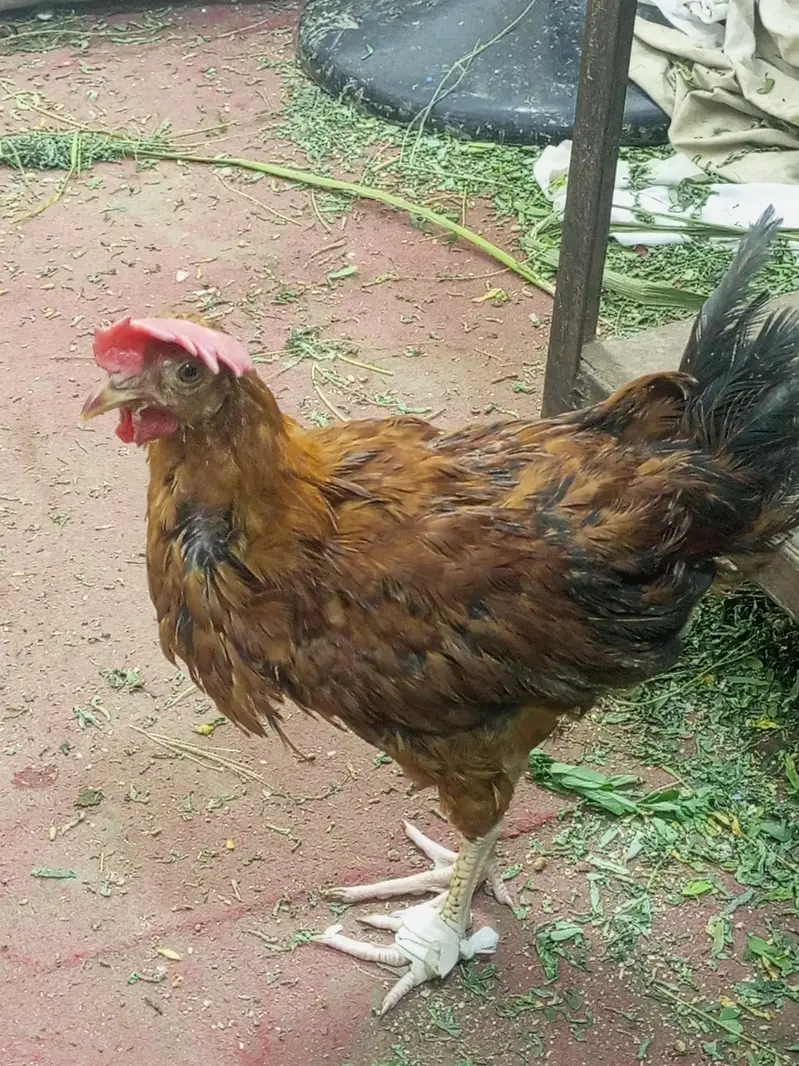 Murgiyan Aur Murge ha Zabardast — photo 2