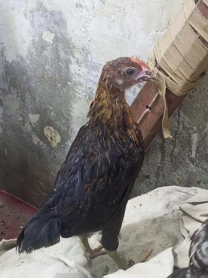 Murgiyan Aur Murge ha Zabardast — photo 3