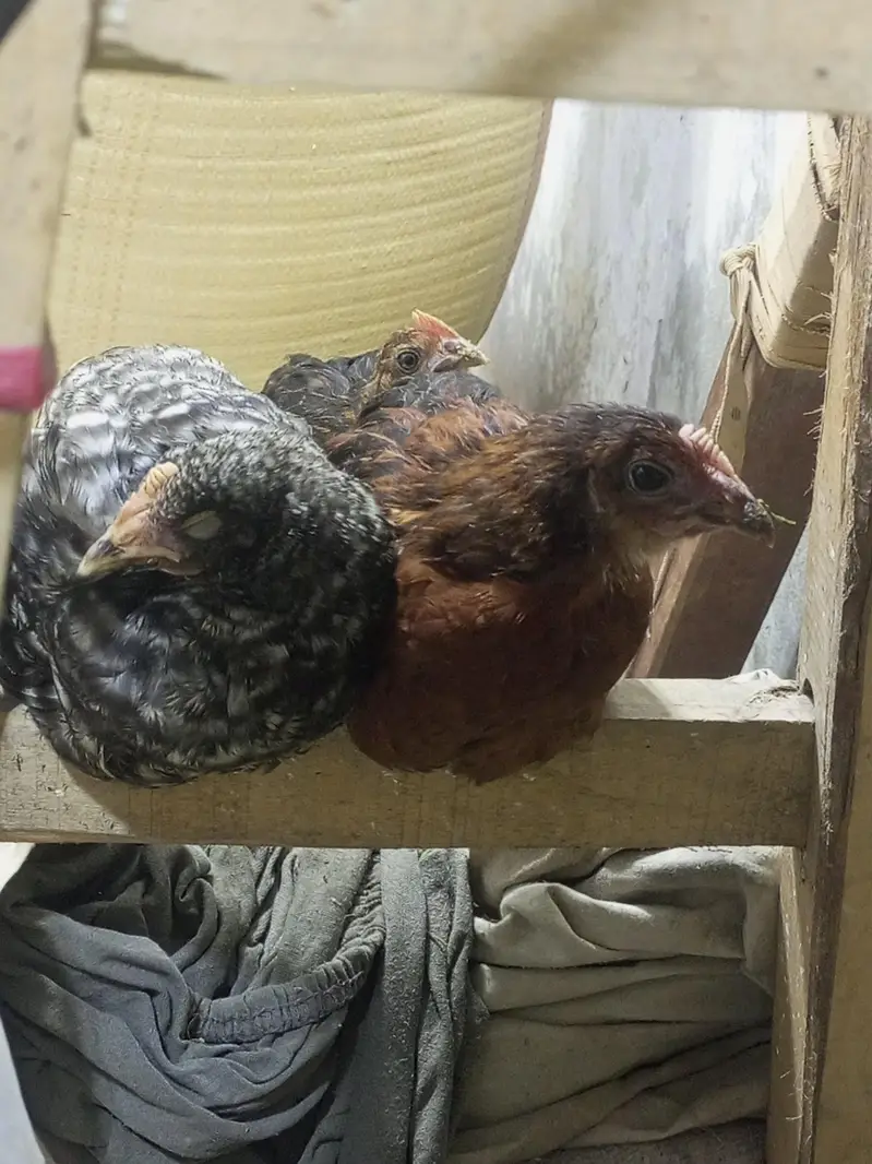 Murgiyan Aur Murge ha Zabardast — photo 4