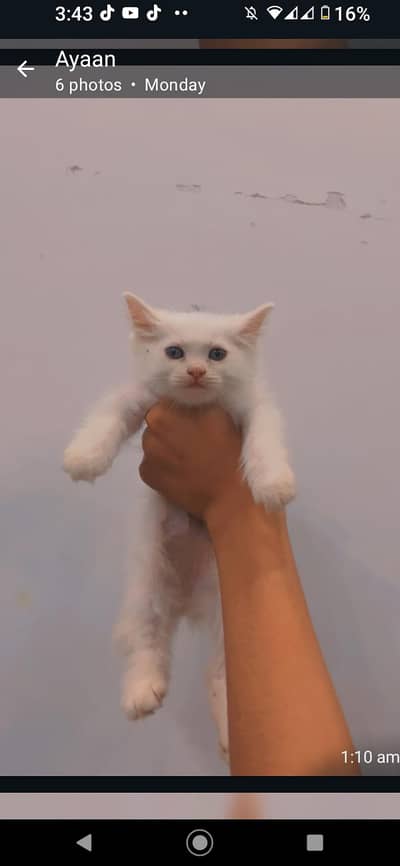 triple coat kitten avonly serious buyers contact me 03177394272