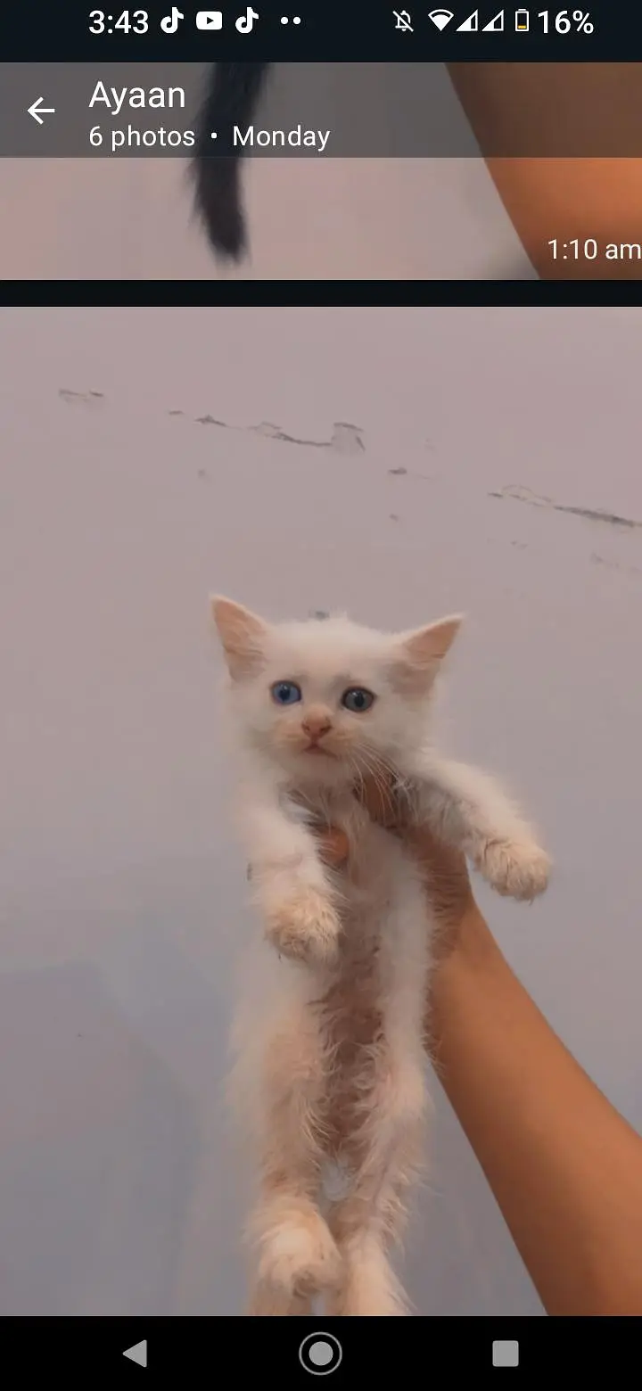 triple coat kitten avonly serious buyers contact me 03177394272 — photo 2