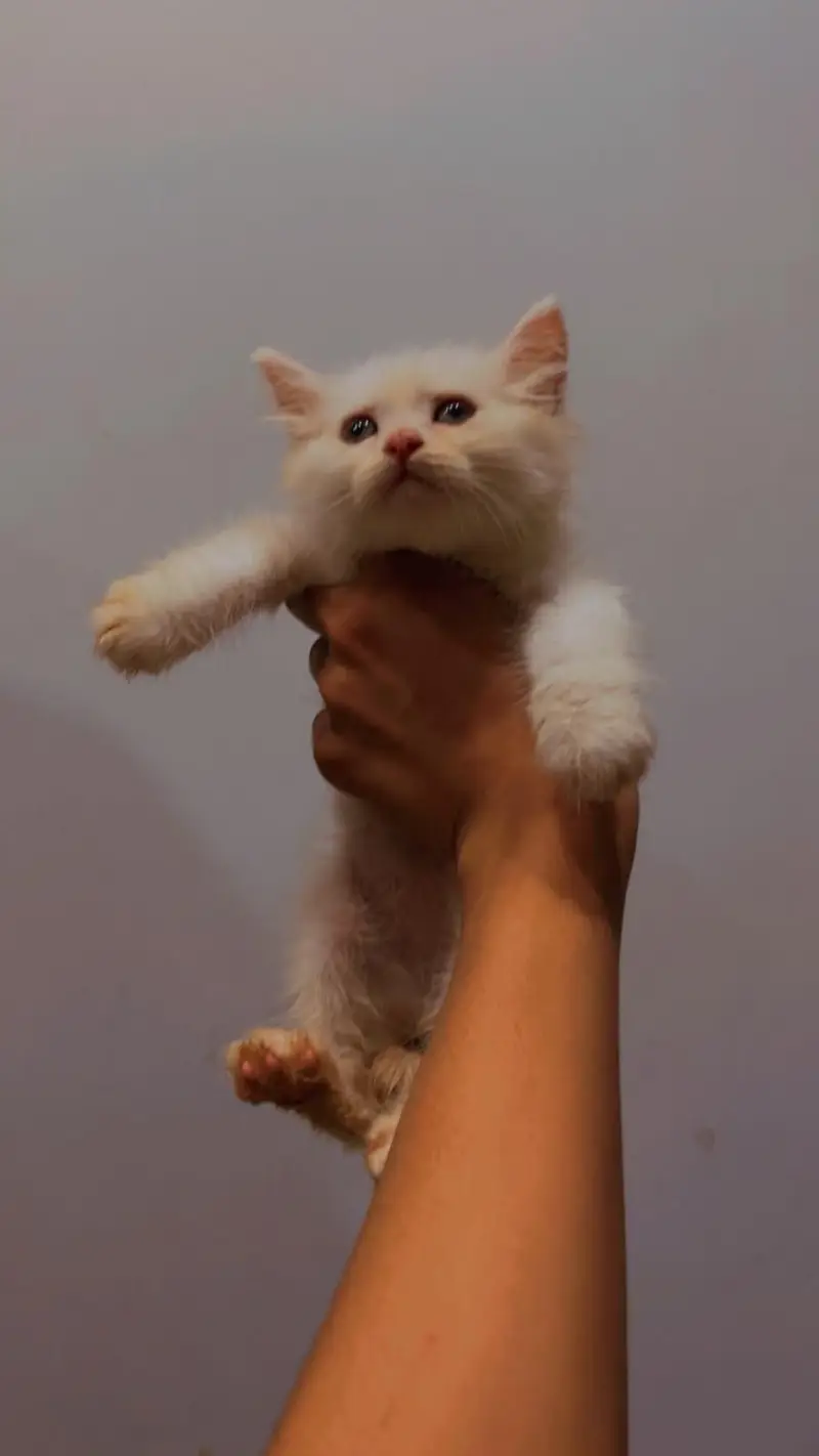 triple coat kitten avonly serious buyers contact me 03177394272 — photo 3