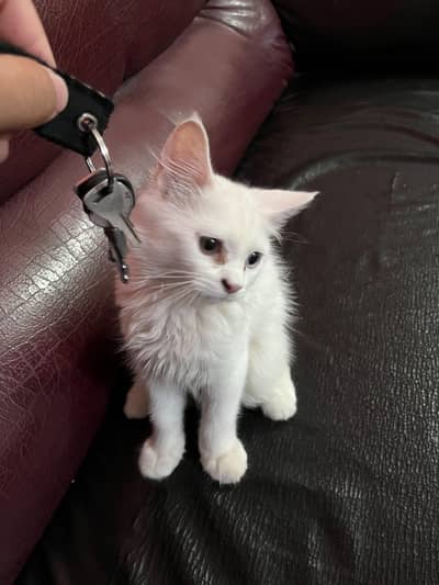 Persian Kitten up for sale