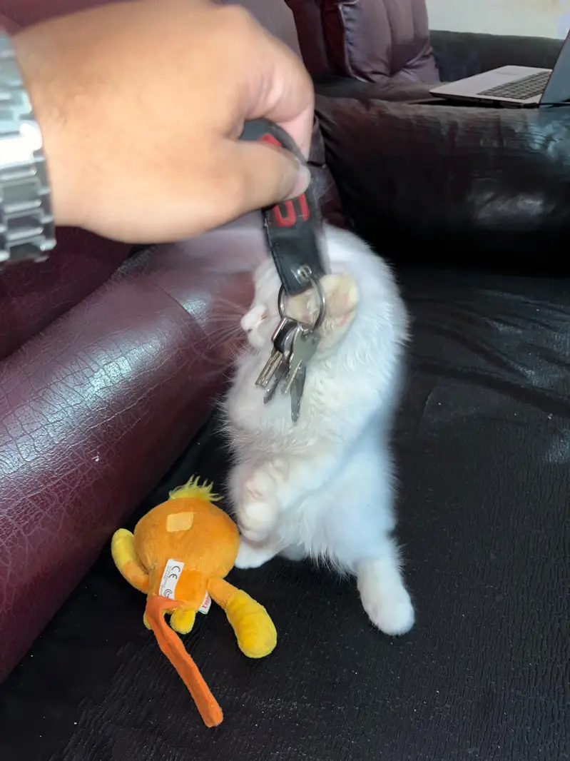 Persian Kitten up for sale — photo 2