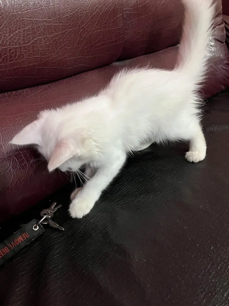 Persian Kitten up for sale — photo 3