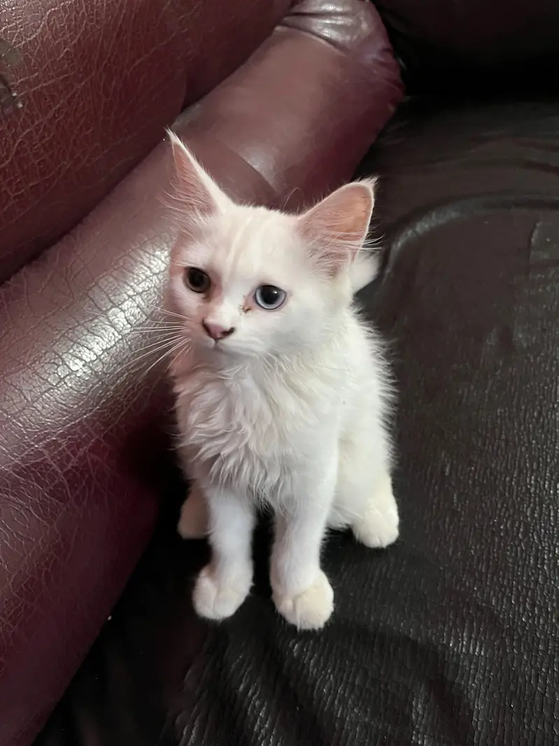 Persian Kitten up for sale — photo 4