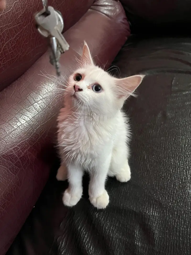 Persian Kitten up for sale — photo 5