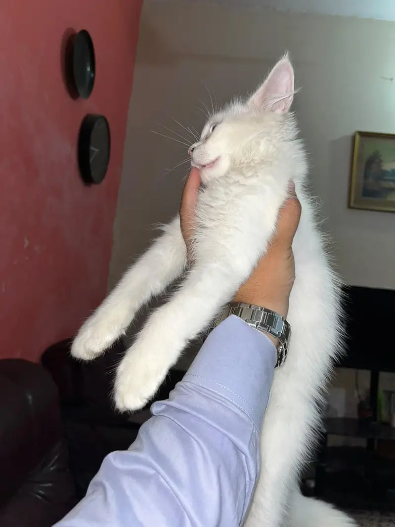 Persian Kitten up for sale — photo 6