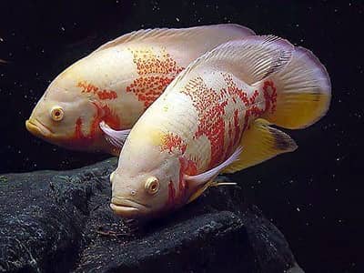 Oscar fish healthy and active 03268301979