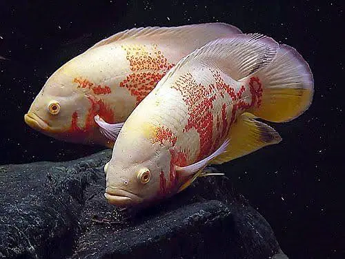 Oscar fish healthy and active 03268301979