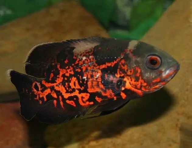 Oscar fish healthy and active 03268301979 — photo 2