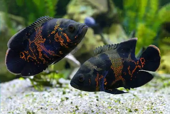 Oscar fish healthy and active 03268301979 — photo 4