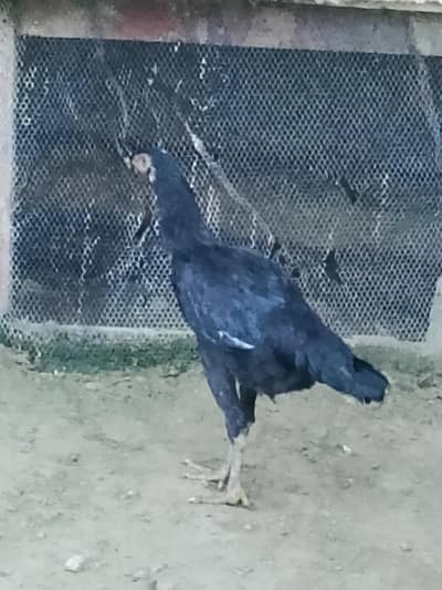very active and halthi
