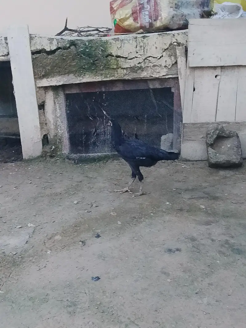 very active and halthi — photo 2