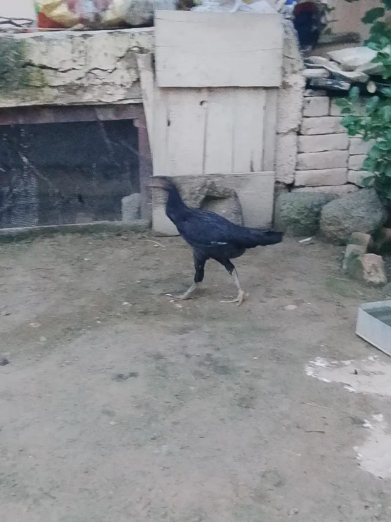 very active and halthi — photo 3