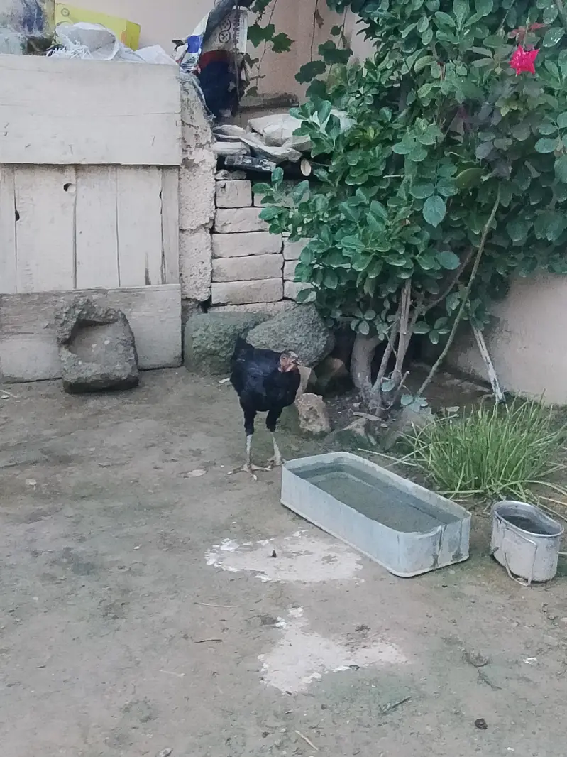 very active and halthi — photo 4