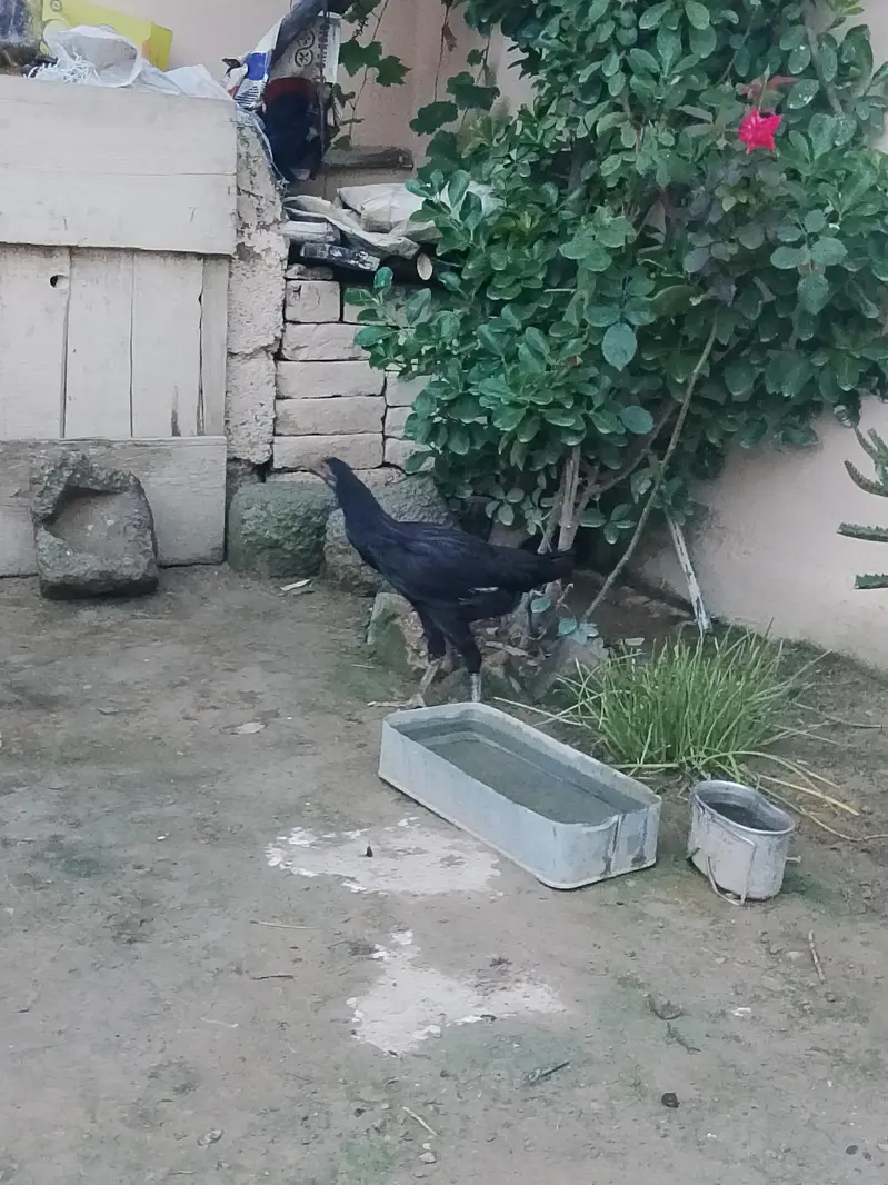 very active and halthi — photo 5