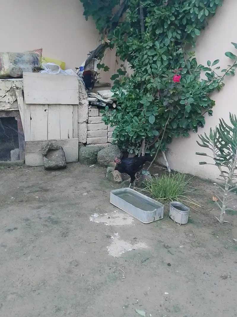 very active and halthi — photo 6
