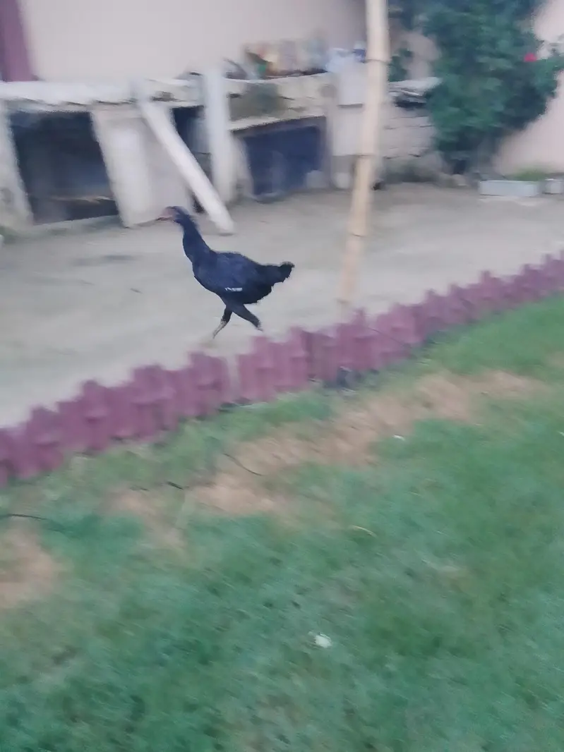 very active and halthi — photo 7