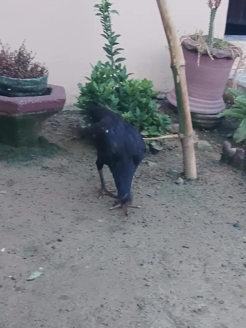 very active and halthi — photo 9