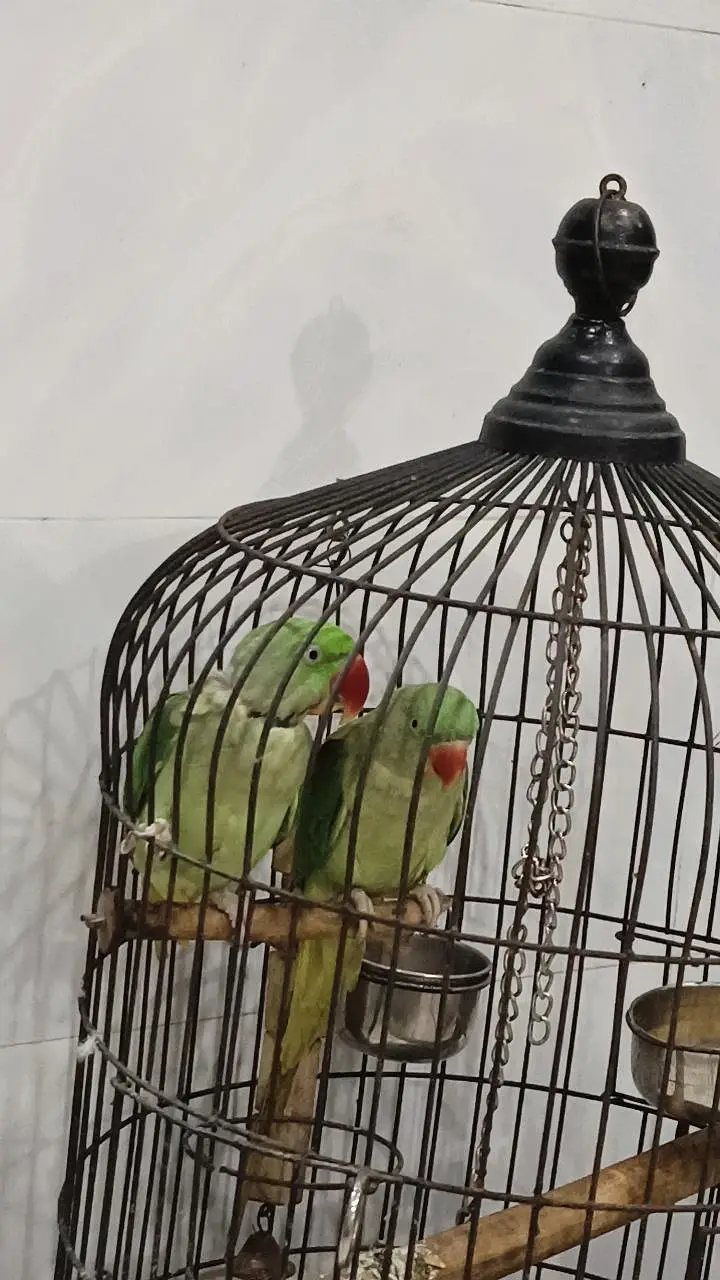 khasmiri Pahari tame parrot pair for urgent selling with cage And toys — photo 6