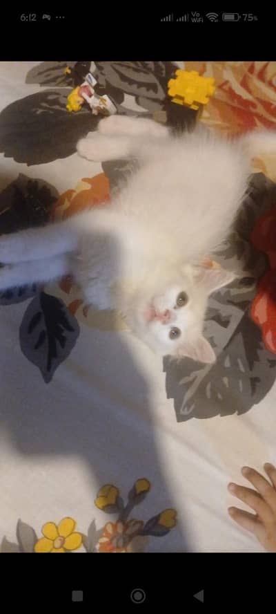 Persian kitten 2months vaccinated