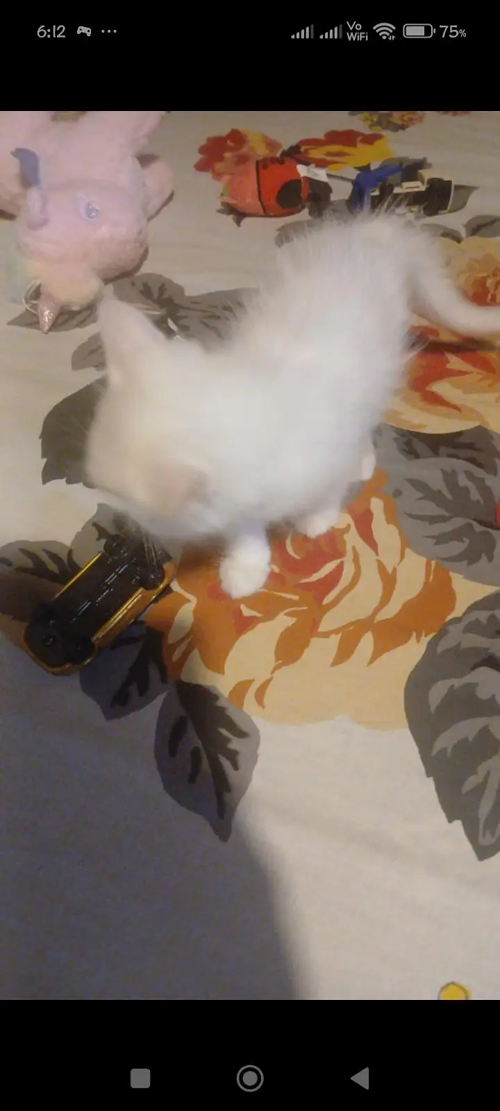 Persian kitten 2months vaccinated — photo 2