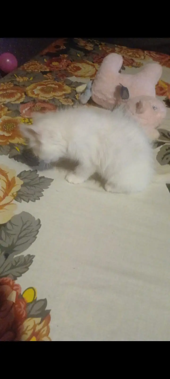 Persian kitten 2months vaccinated — photo 3