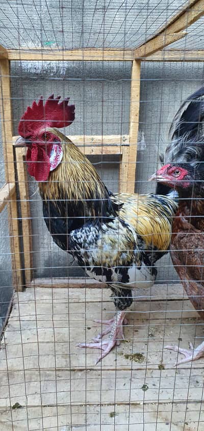 Rooster Murgha