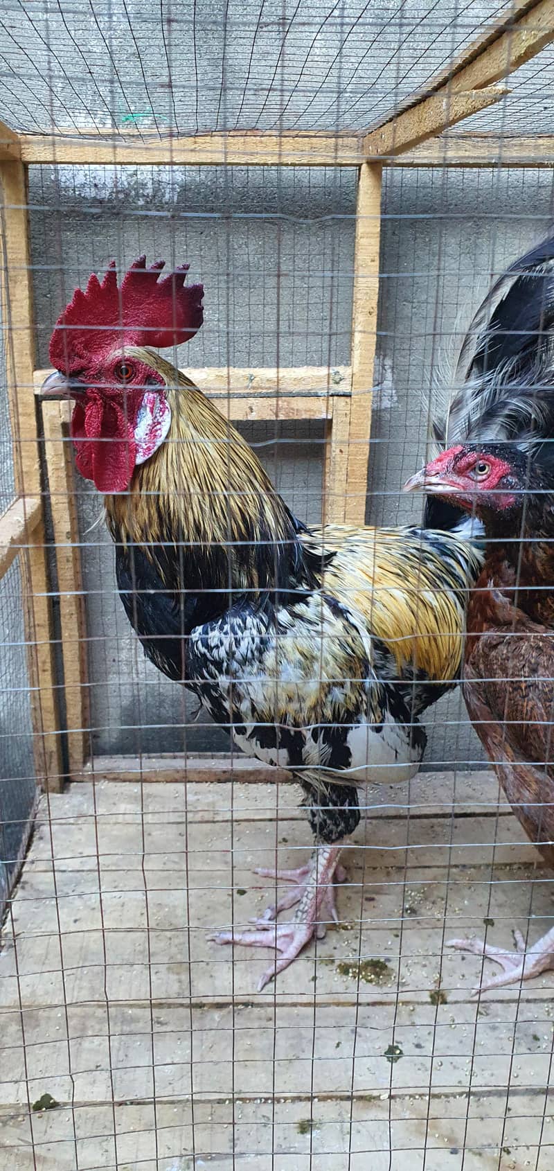 Rooster Murgha 0