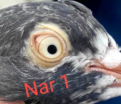 A+ Breeder Teddy Nar