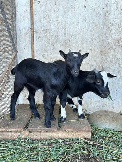 Naegerian goats for sale