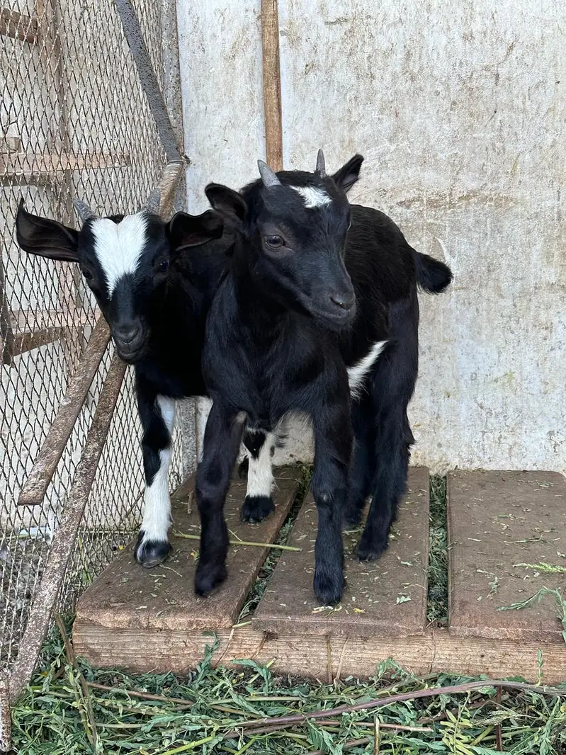 Naegerian goats for sale — photo 2