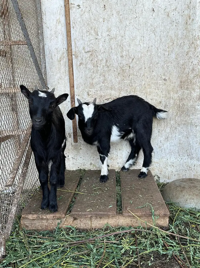 Naegerian goats for sale — photo 3