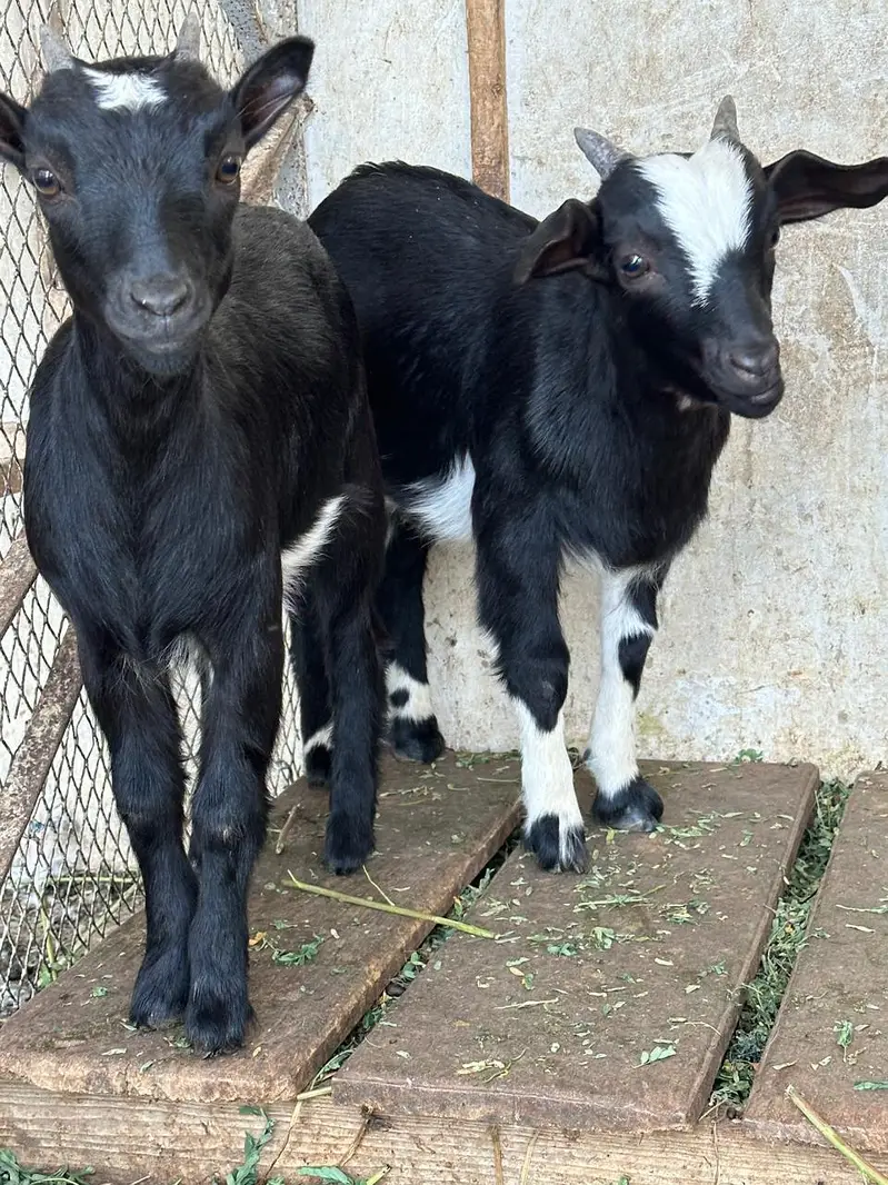 Naegerian goats for sale — photo 4