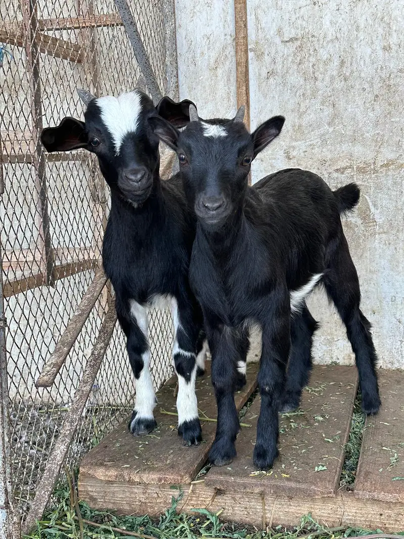 Naegerian goats for sale — photo 5