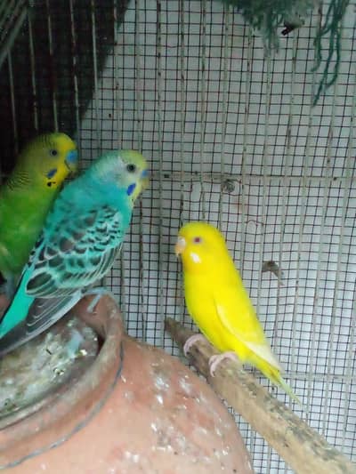 budgie pair