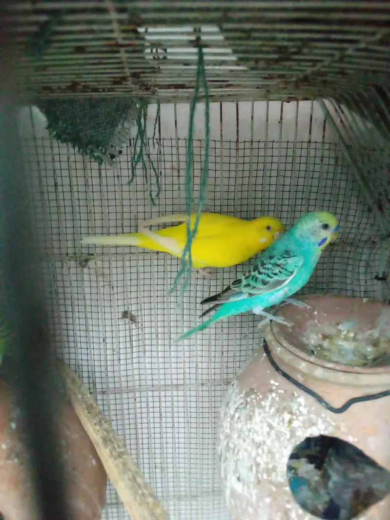 budgie pair — photo 2