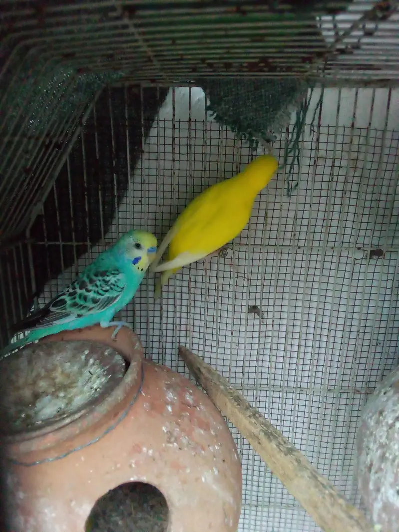 budgie pair — photo 3
