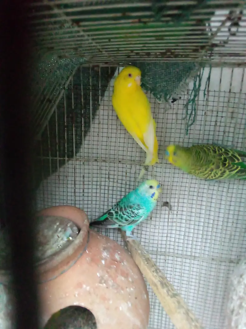 budgie pair — photo 4