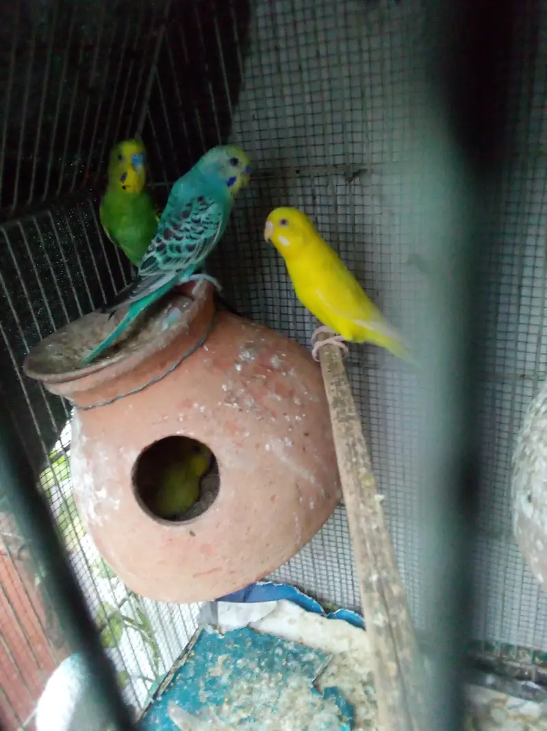 budgie pair — photo 5