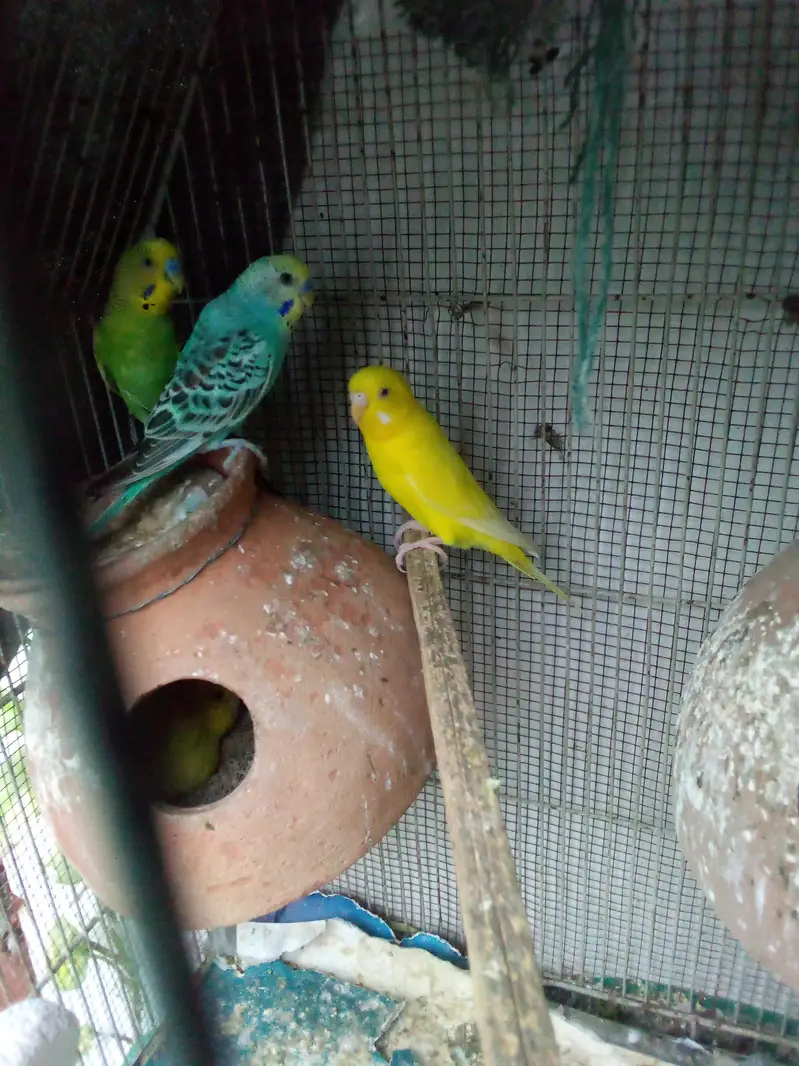 budgie pair — photo 6