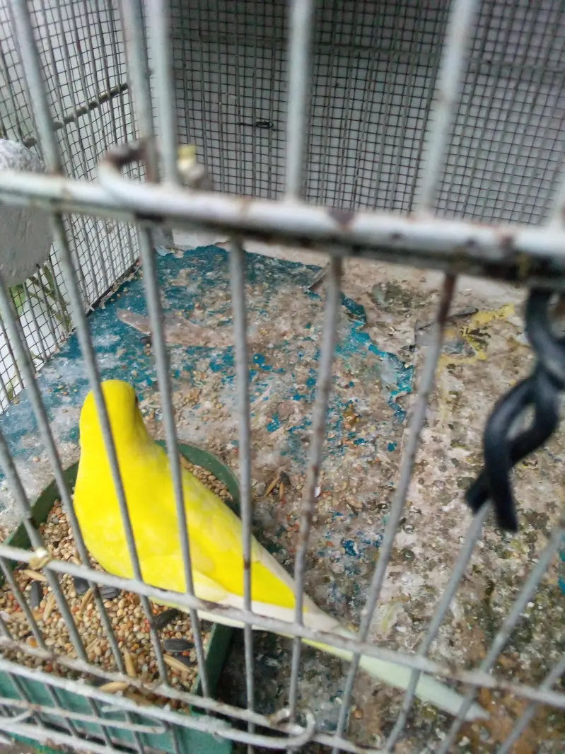 budgie pair — photo 7