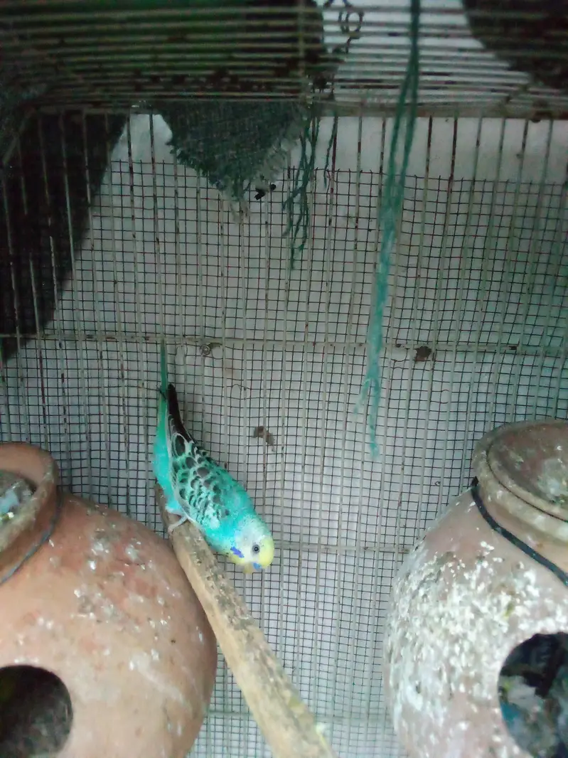 budgie pair — photo 8