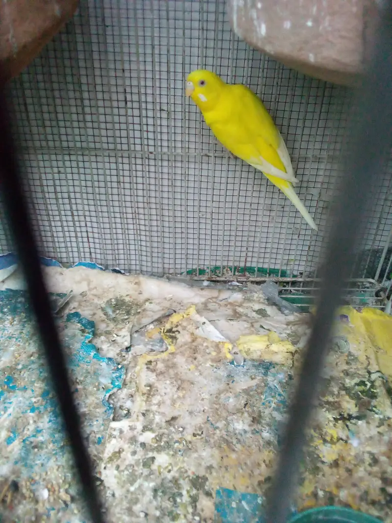 budgie pair — photo 9
