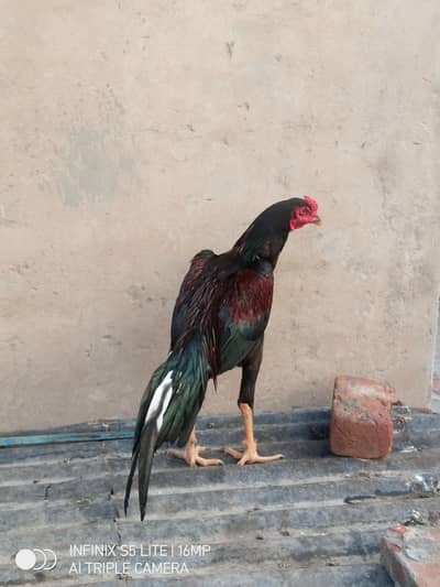 Aseel patha high quality for sale 0333'470_73-'96