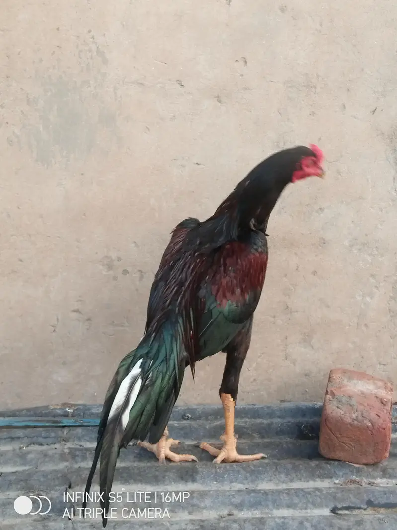 Aseel patha high quality for sale 0333'470_73-'96 — photo 2