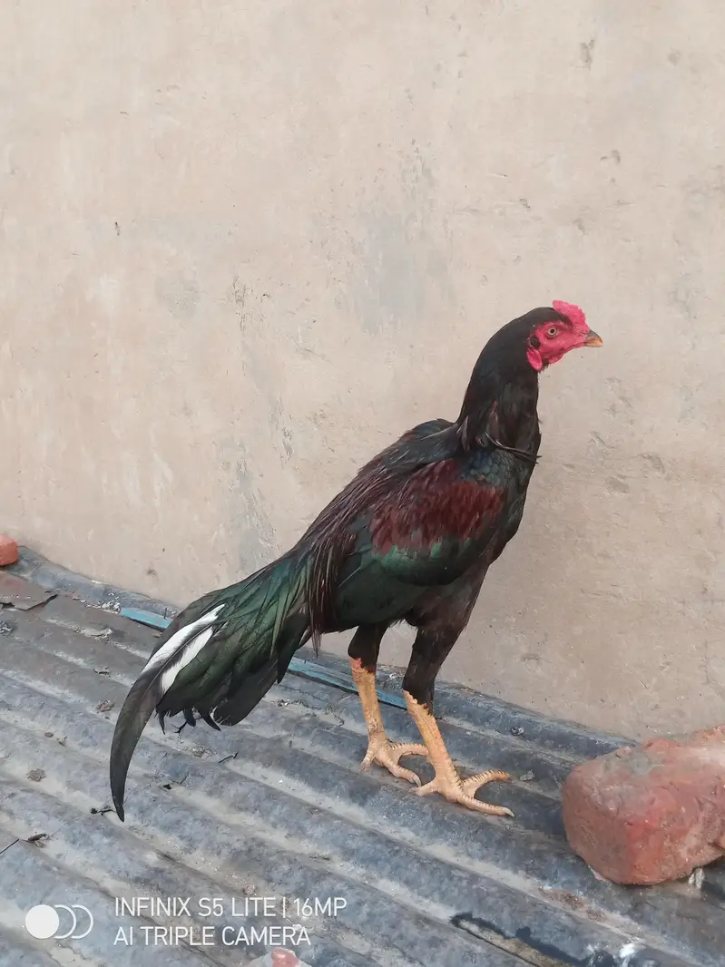 Aseel patha high quality for sale 0333'470_73-'96 — photo 4